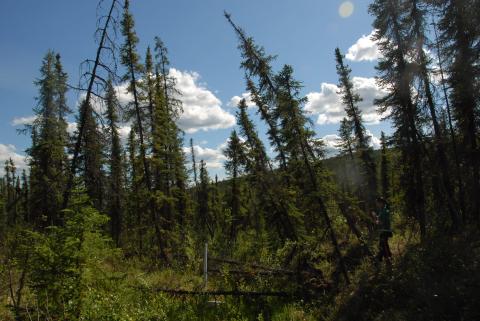 leaning trees in an Alaskan forest