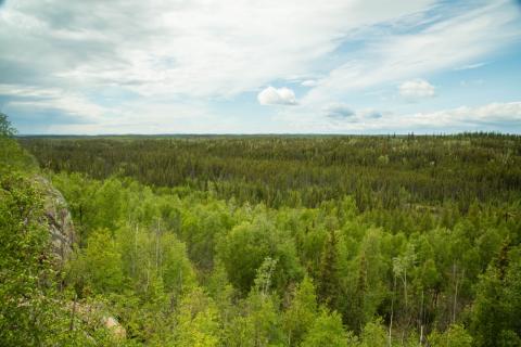 forest area in northern saskatchewan 