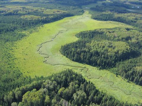 Boreal Wetland Complex (part of the project study area)