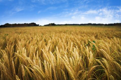 wheat field with blue sky in background