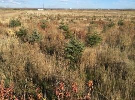 native plants grow again at abandoned uranium mine site